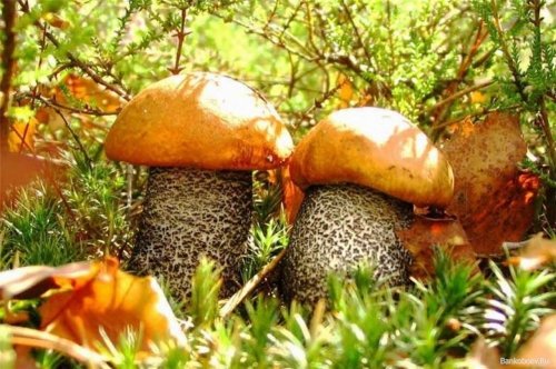 Какие грибы растут весной в воронежской области фото и описание