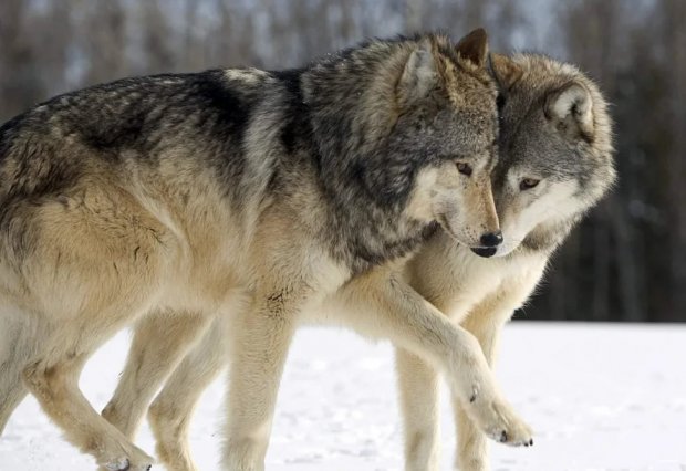 Моногамность у волков
