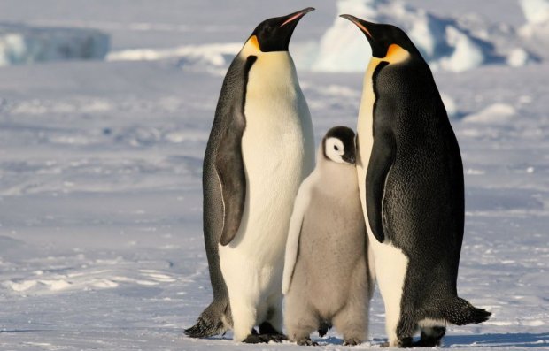 Моногамность пингвинов