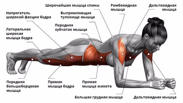 Задействованные мышцы