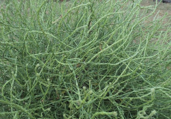 Солянка холмовая лечебные свойства и противопоказания