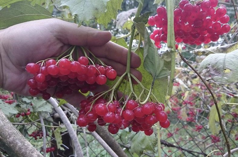 Калина по татарски перевод
